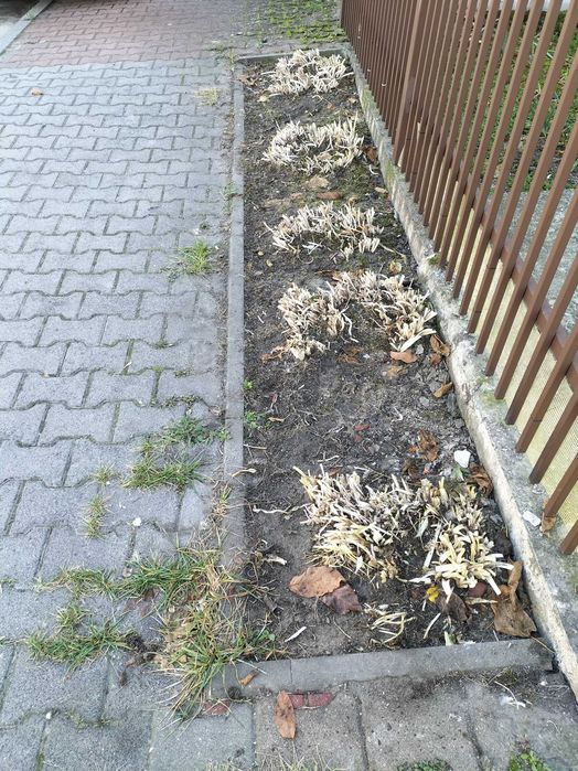 funkia (hosta) - kwiaty wieloletnie do ogrodu
