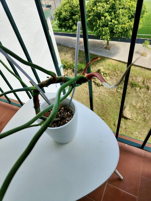 Philodendron McDowell // planta rara interior