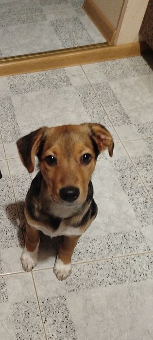 Щенуля ищет дом (щенуля, щенок, собака)