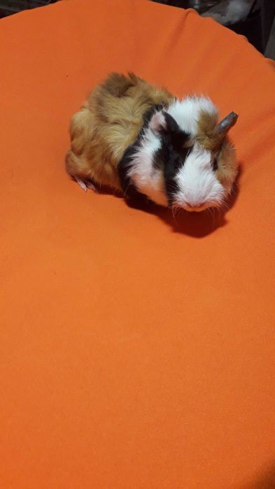 Морські свинки, розетки.