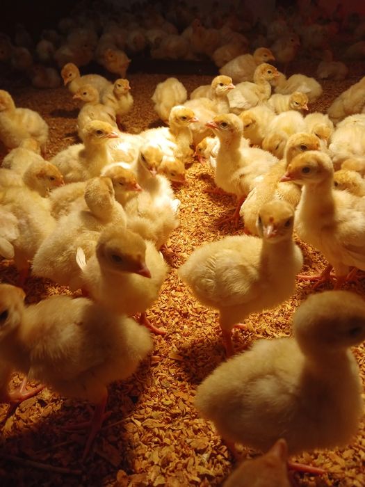 Біг-6 индюшата індичата Сарни подрост