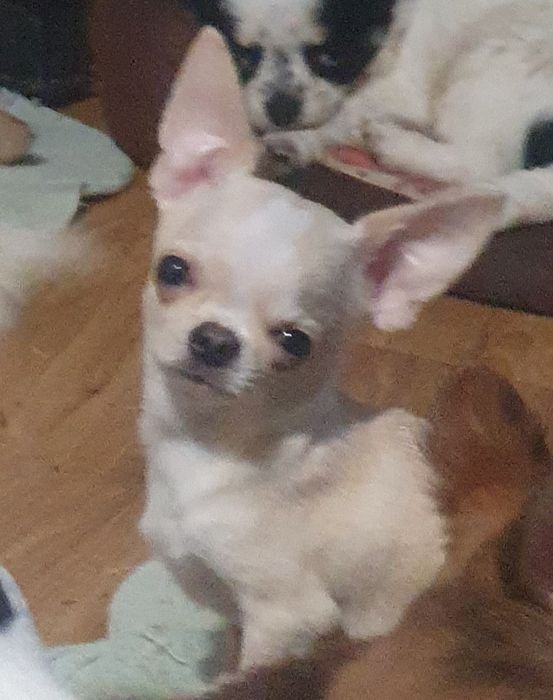 Гладкошерстный кремовый мальчик