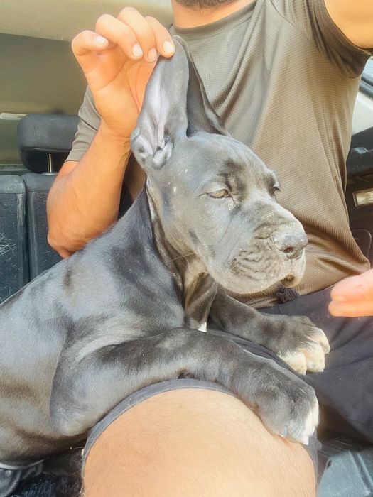 dog alemao femea