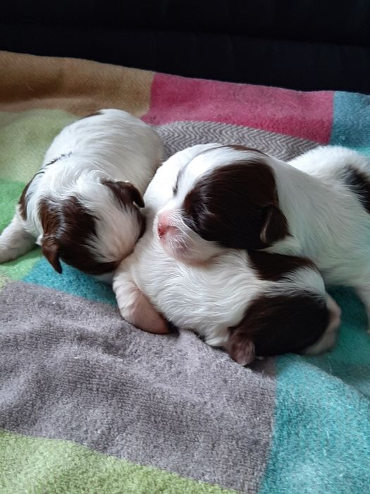 Hawańczyk śliczne rodowodowe szczeniaczki
