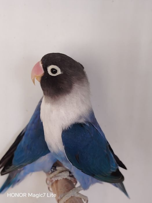 Agapórnis personatus