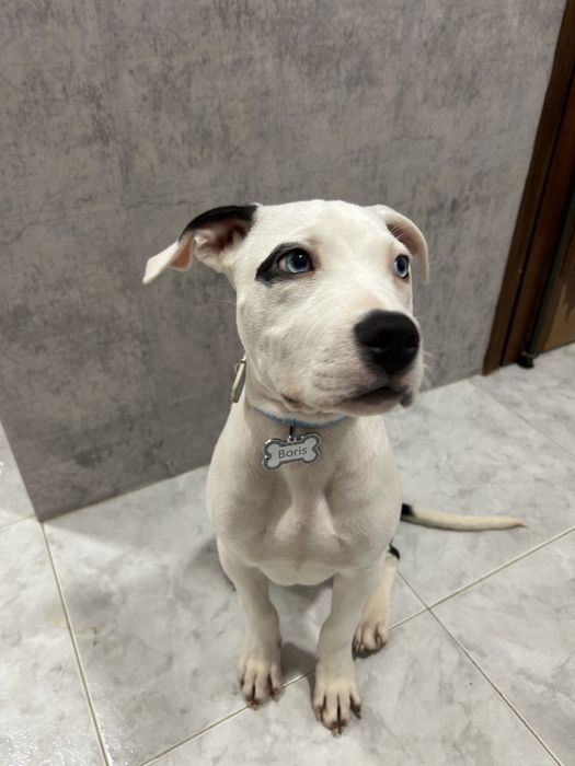Tomo conta do seu pet  em minha casa ou ao domicílio ao fim d semana