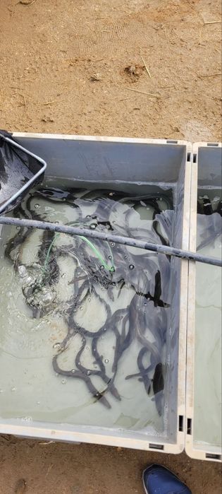 Вугор європейський зарибок