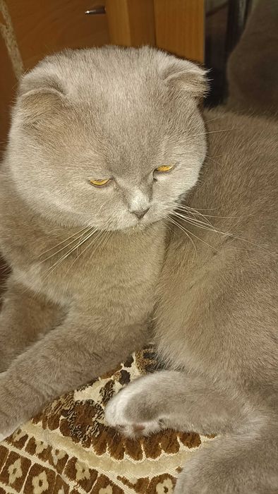 Шотландський висловухий