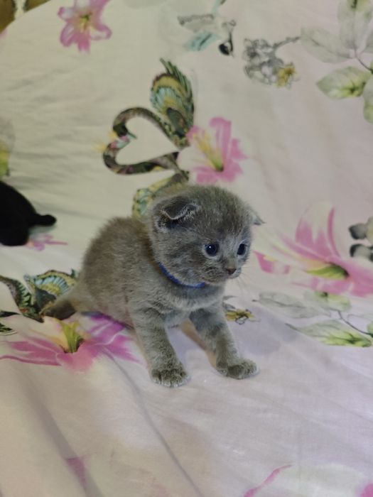 Шотландські  кошенята на бронювання