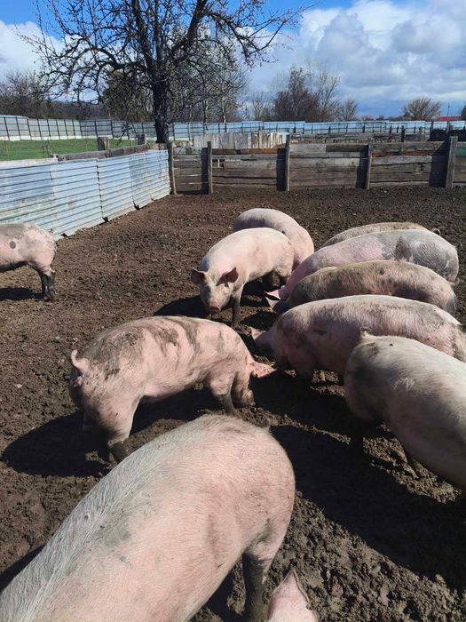 Продам свиней жива вага