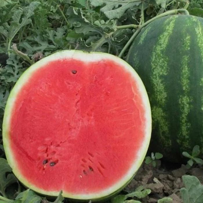 Насіння / семена / КАРІСТАН F1 / KARISTAN F1 / Кавун / Арбуз