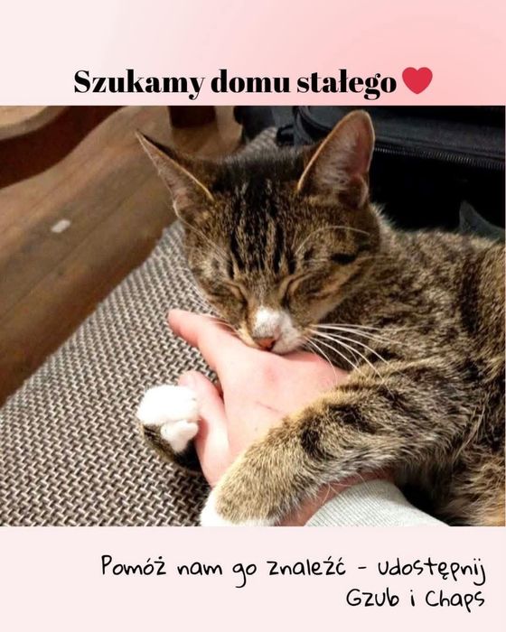 Pokotaj Gzuba i Chapsa - dwa młode kociaki do adopcji