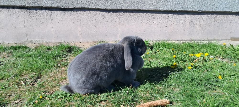 Niebieski baran francuski