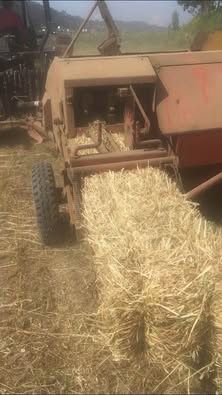 Vendo fardos de feno