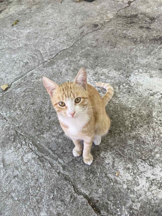 Отдам в хорошие руки котика,бесплатно