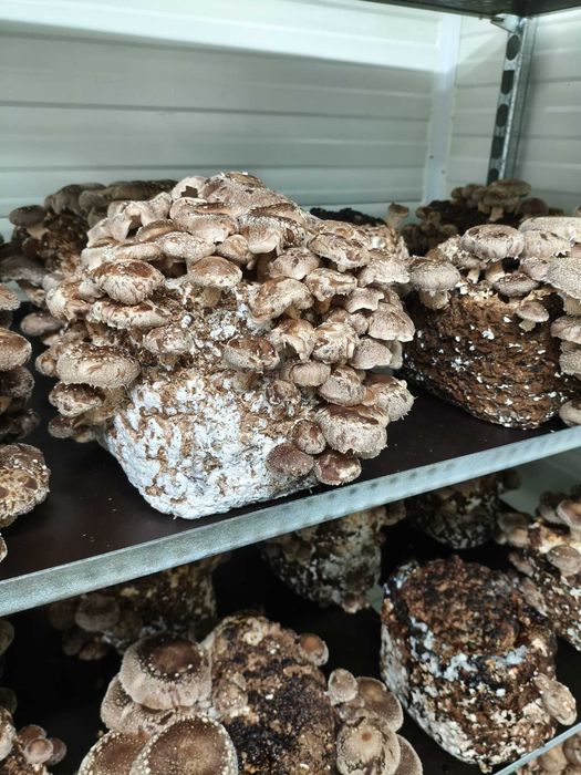 Sala de Cultivo de Cogumelos – Pronta a Entregar e a Produzir