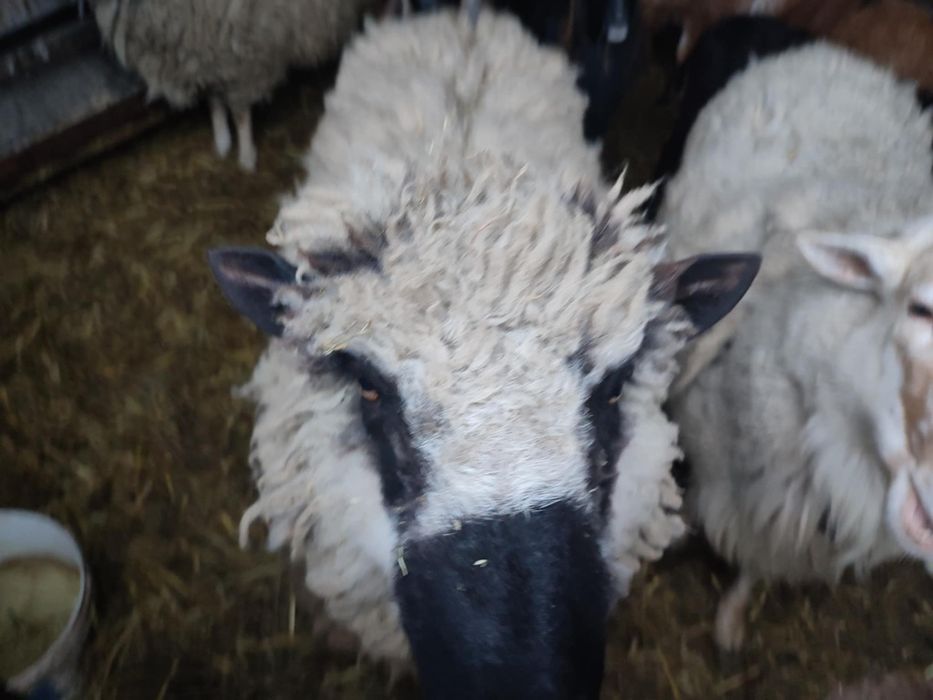 Baranki baranina jagniecina