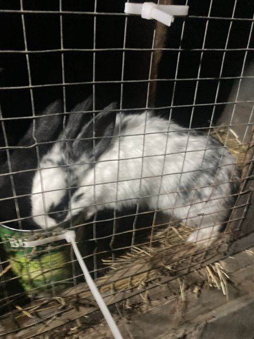 В продажу є кроленята !