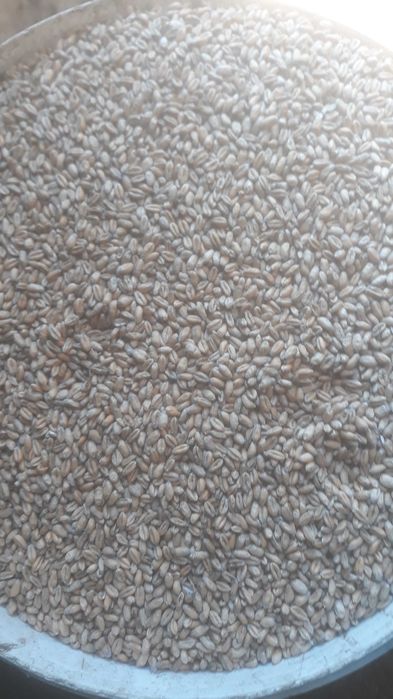 Sprzedam Pszenżyto carmeno