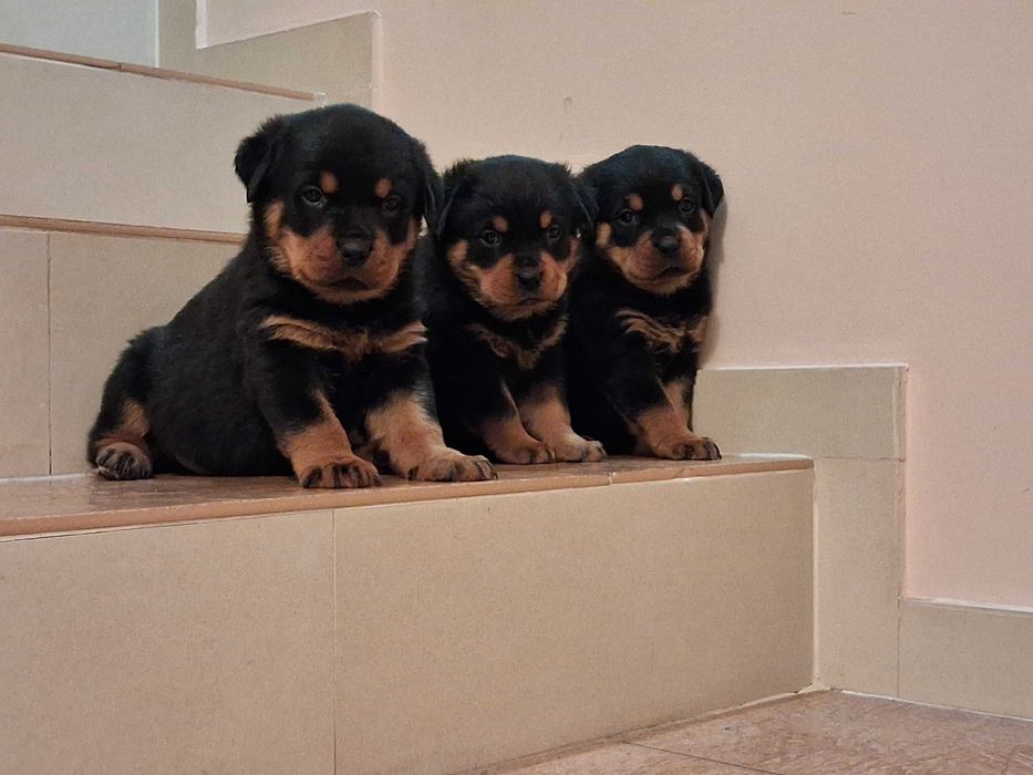 rottweiler szczeniak