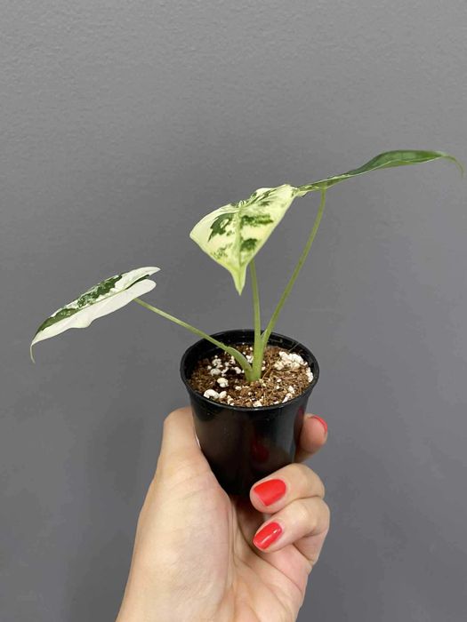 Alokazja Frydek Variegata D 6 cm Alocasia