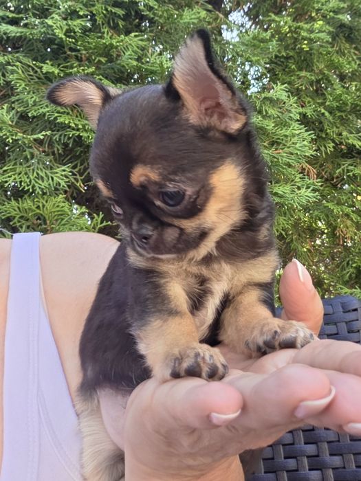 Malenki mini  piesek chihuahua