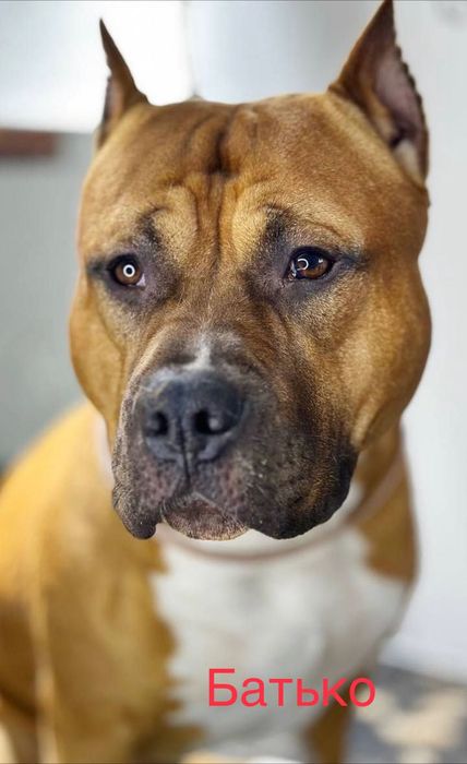 Красуня Майя АСТ стаффорд