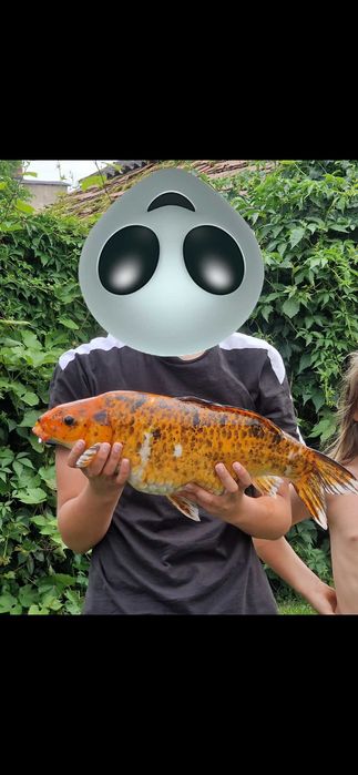 Ryby do oczka wodnego karp koi butterfly karaś orfa