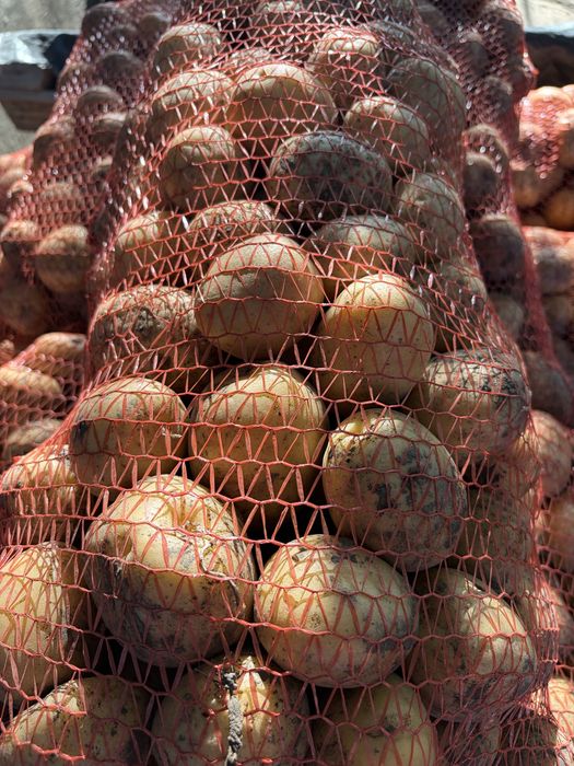 Продам картоплю Коломбо