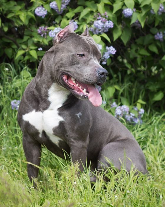 Вязка Амстафф