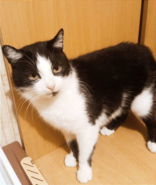 Отдам черно- белую кошку, 3 года, стерилизована