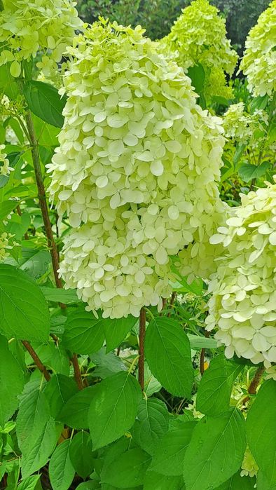 2 szt Hortensja bukietowa mix