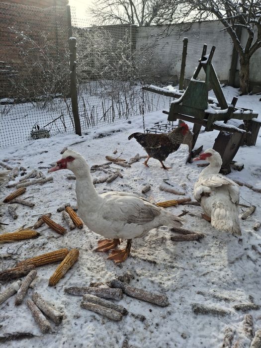 мускусні качки білі