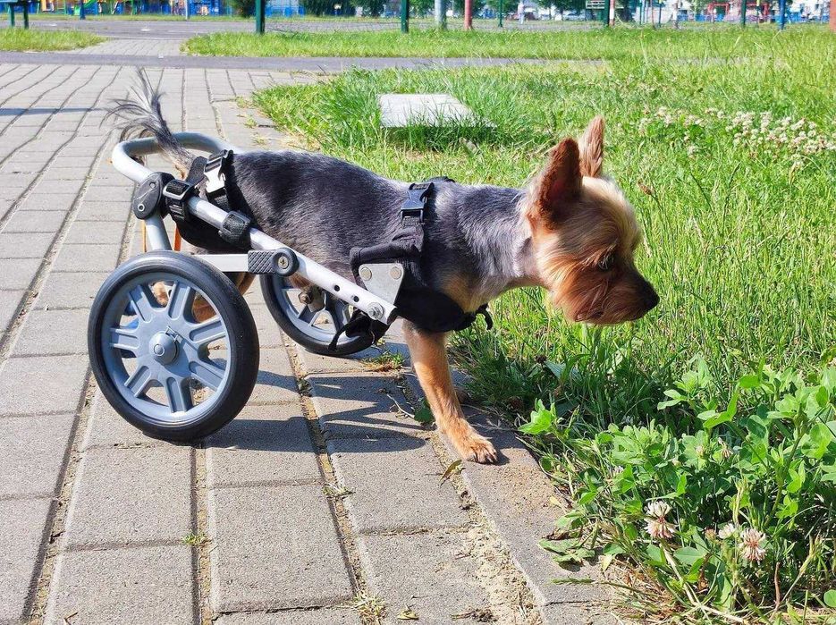 Wózek rehabilitacyjny dla psa rozmiar nr 1 polski producent gwarancja
