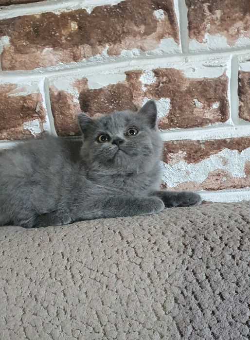Веслоухие котята