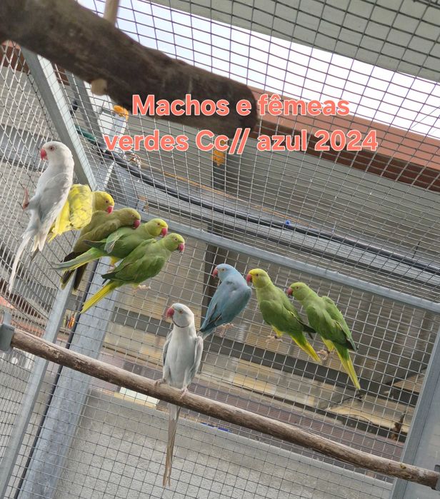 Vários aves de porte médio