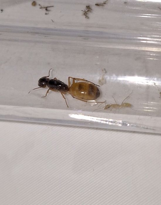 Camponotus fedtschenkoi 1Q + 1-3W - mrówka, mrówki