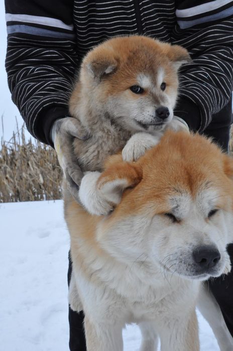 Акіта іну купити Івано Франківськ