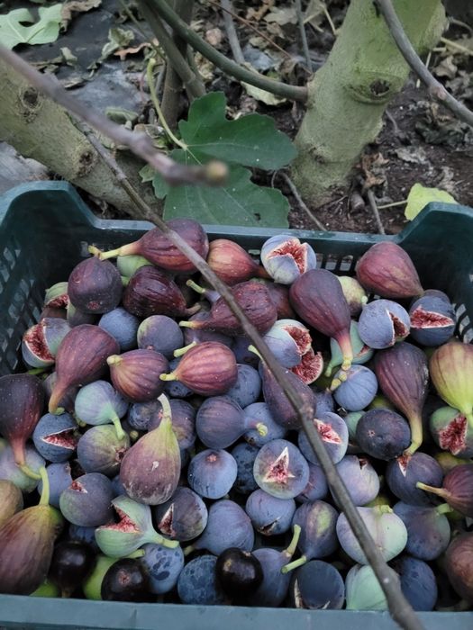 Figa Ronde de Bordeaux owocująca w donicy
