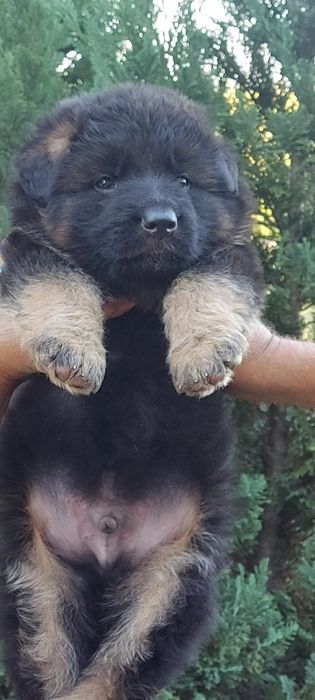 Єлітні цуценята німецької вівчарки.