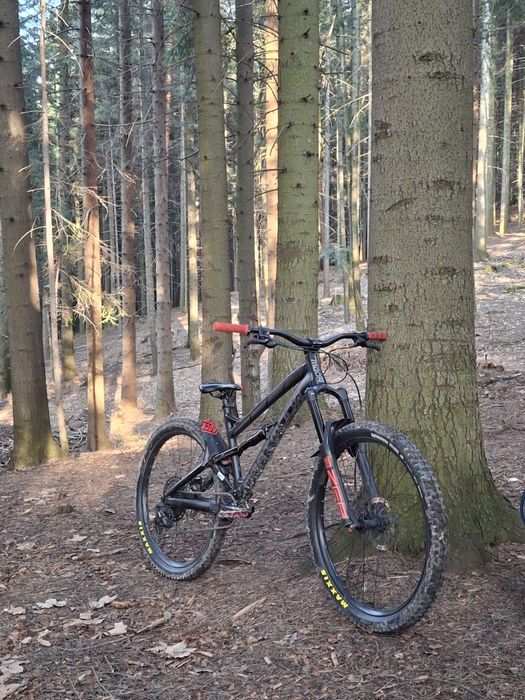 Rower Dartmoor blackbird