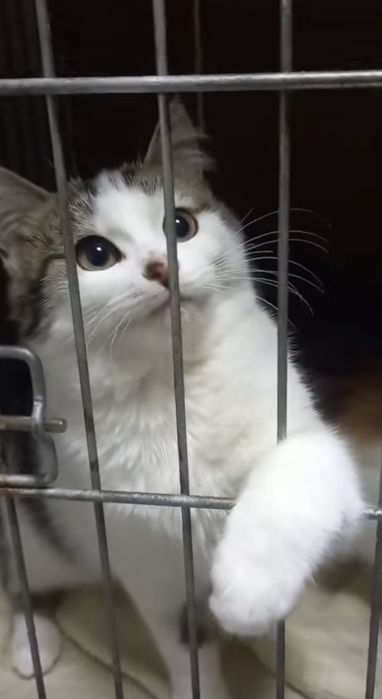 Дуже миле кошеня шукає дім ( киця, кішка, котик, кіт, котеня,кошенятко