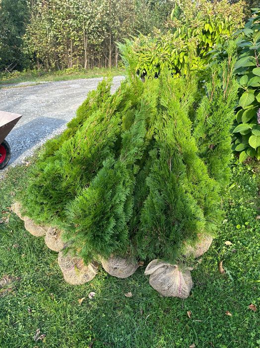 Sprzedaż Tuja Szmaragd