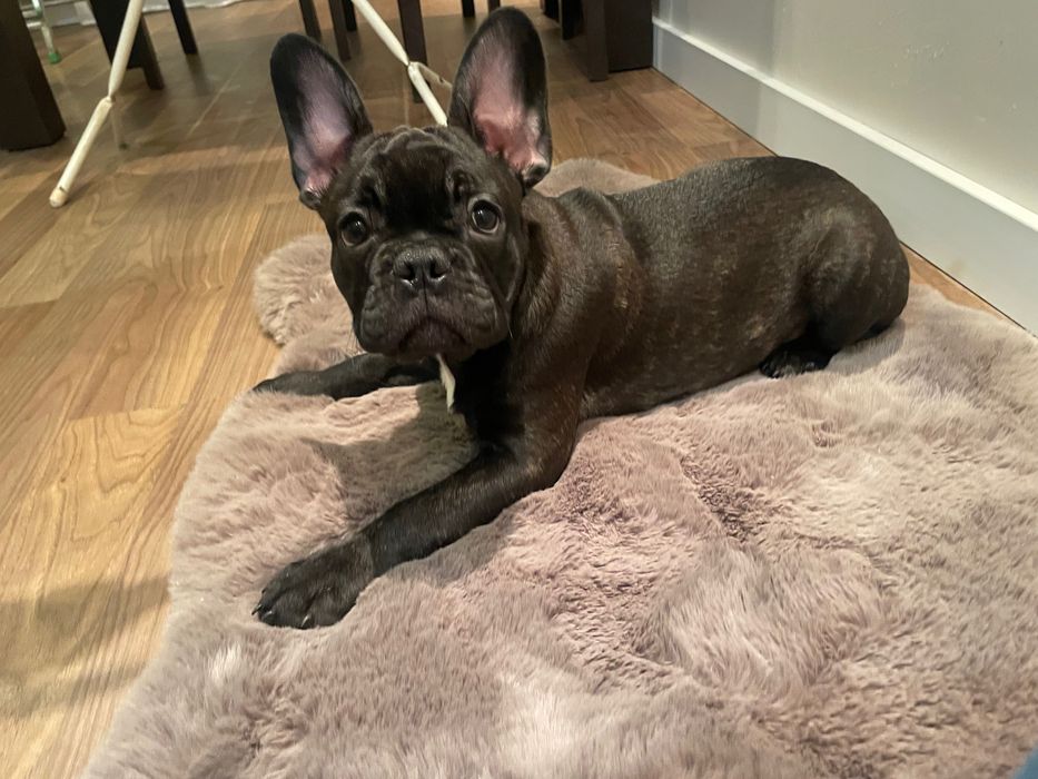 Buldog francuski- szczeniak