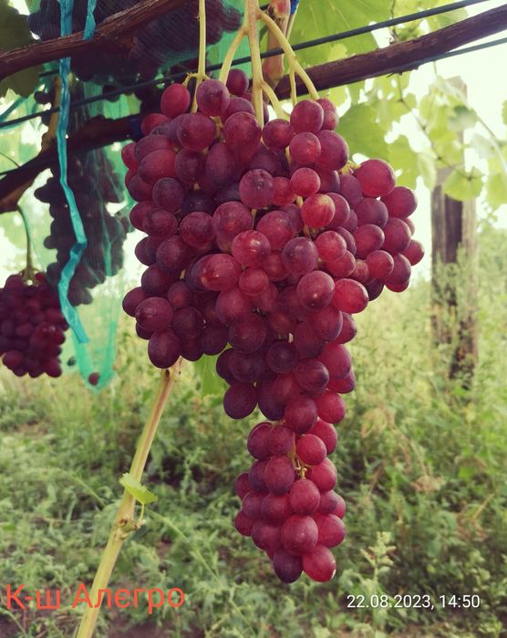 Черенки винограду