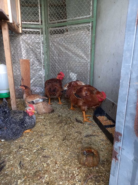 Galos caseiros com 5 kg vivos