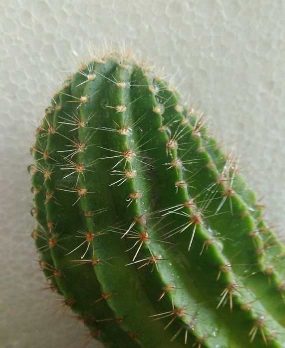 Обмен комнатными растениями