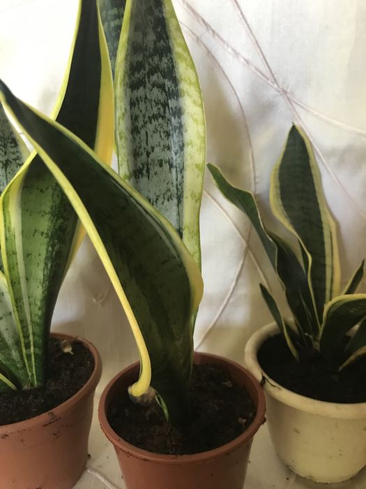 Okazja !Sanseveria gwinejska tz. ,,języki teściowej”