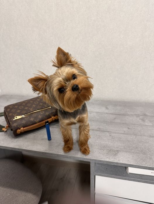 Вʼязка (йорк хлопчик)