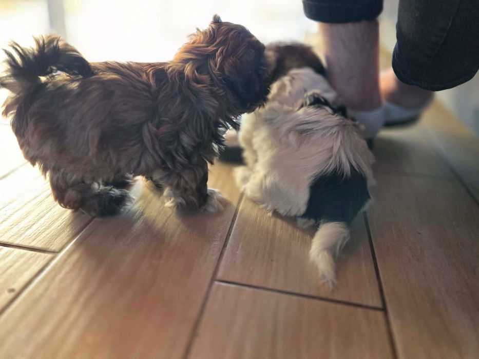 sprzedam szczeniaki shih tzu